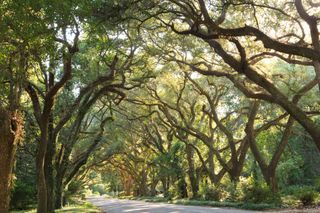 Magnolia Springs Alabama